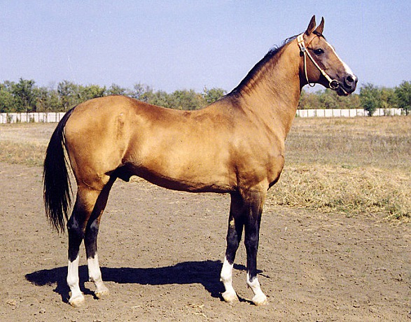 Serasker